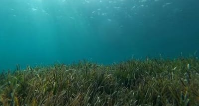Investigadores desarrollan el primer inventario mundial del carbono retenido por las praderas submarinas 