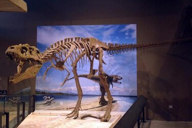 Descubren en Estados Unidos nuevo dinosaurio