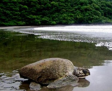 Llegan más de 30 mil tortugas a La Marinera de Tonosí