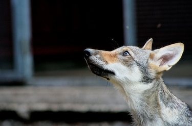 Los lobos también pueden sentir y mostrar afecto por las personas