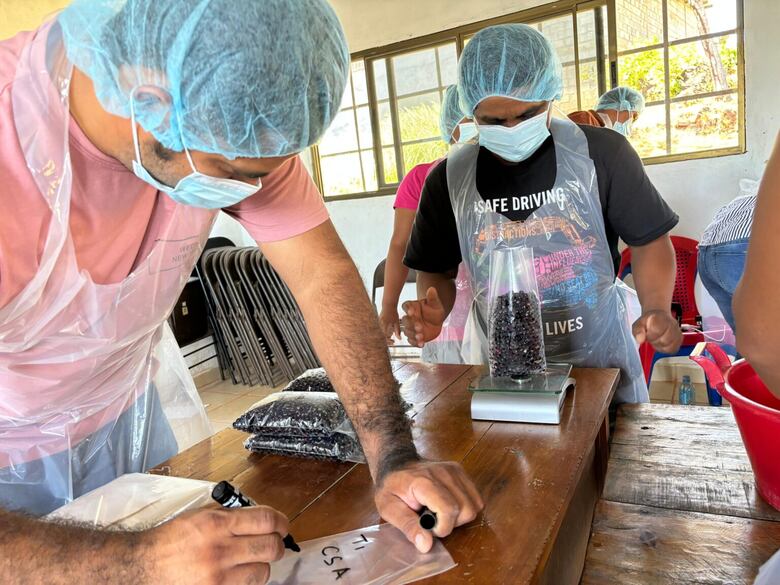 Guandú congelado mantiene su olor y sabor hasta por 75 días, confirma estudio del MIDA