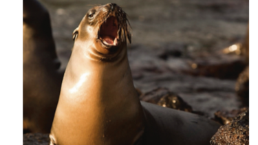 Galápagos prohíbe la pirotecnia para cuidar su fauna