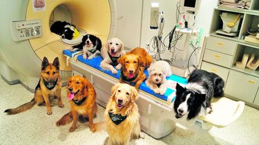Perros procesan el habla similar a como los humanos