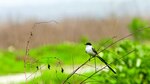 El día de las aves