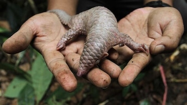 Comercio mundial de vida silvestre afecta a una de cada cinco especies