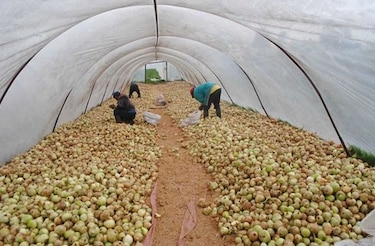 Aumenta importación de productos agrícolas