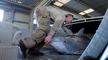 La historia de los delfines suicidas que Irán compró a Ucrania