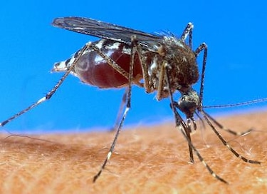Alerta por chikungunya: Salud aboga por el apoyo de la población