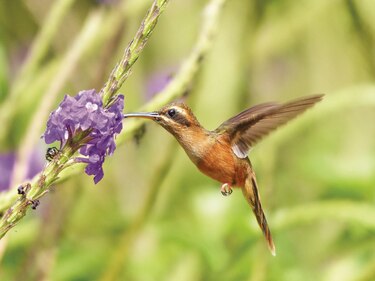 Investigan las posibles causas de la disminución de poblaciones de aves