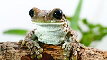 Anfibios, en peligro por el cambio climático