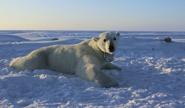 Osos polares atraen turistas a una aldea nativa en Alaska