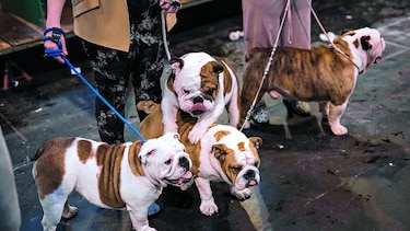 El gusto por los ‘perros de diseño’