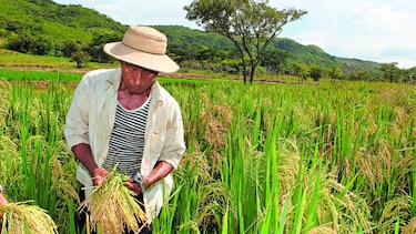 El agro intenta despegar