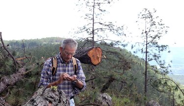 Honduras enfrenta una 'catástrofe forestal' a causa del gorgojo