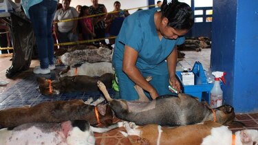 Fundación solicita a la Alcaldía de San Miguelito apoyo para esterilizar mascotas