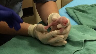Zoológico de Washington cree que sobrevivirán cachorros de panda