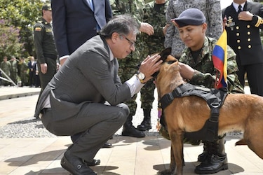 Colombia condecoró a Drugia, madre del perro Wilson que se perdió en la búsqueda de menores