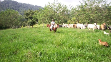 Productores darienitas retrasan siembra de arroz, maíz y pasto