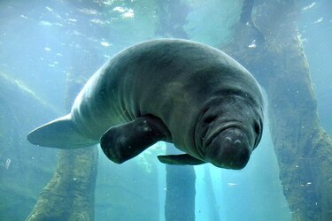 En Estados Unidos proponen retirar al manatí de la lista de especies en peligro