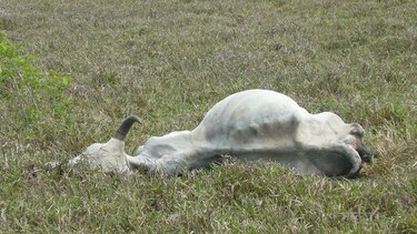 Mueren unas 80 reses en tierras altas en la provincia de Herrera