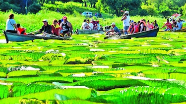 Lirios gigantes atraen a turistas