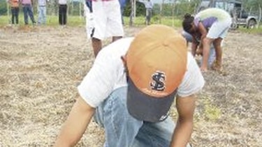 Reforestan los márgenes del cauce del río La Villa