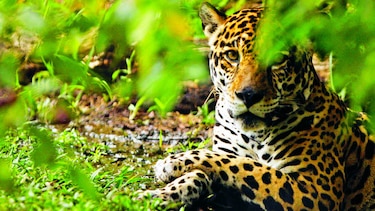 Jaguares son protegidos en comunidad del lago Alajuela
