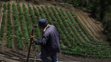 Clima merma producción de granos