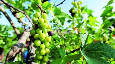 El Niño afecta producción de vino