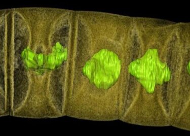 Descubren un fósil de planta de mil 600 millones de años, el más antiguo hasta hoy