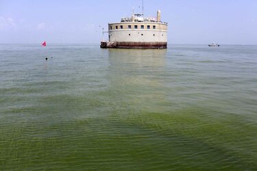 Crean sistema de alertas por algas tóxicas en lagos de Estados Unidos