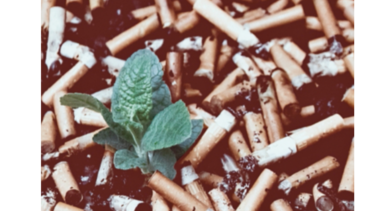 OMS: Tabaco mata a la gente y también al ambiente