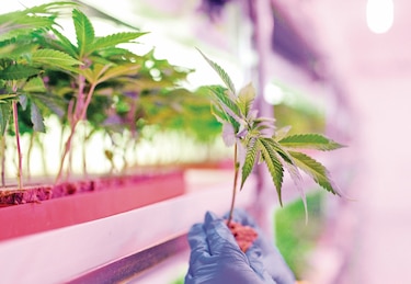 El cannabis medicinal es casi legal