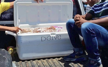 Decomisan cerca de 400 kilos de camarón en veda en todo el país