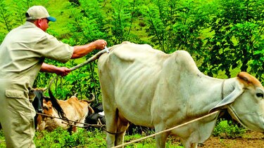 Fin a huelga de brazos caídos de veterinarios al servicio del Estado