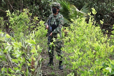 Policía colombiana cambia su estrategia de erradicación de los cultivos ilícitos