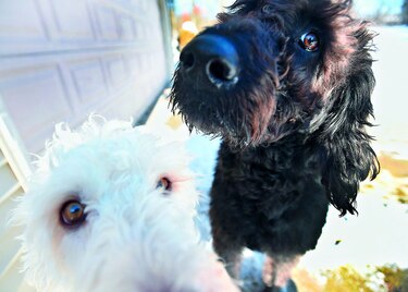 Perros salvan a una mujer en Estados Unidos