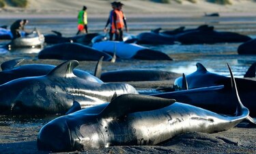 Mueren 20 ballenas piloto de 50 que quedaron varadas en la costa de Islandia
