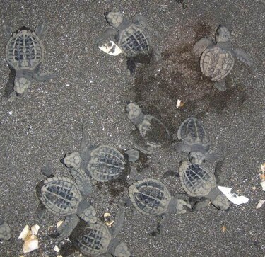Temperaturas aceleran nacimiento de tortugas en costa de Tonosí