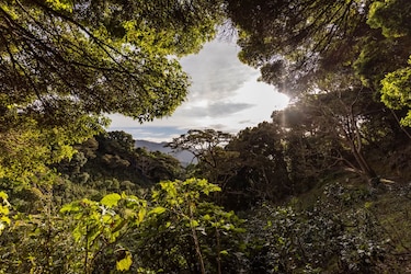 Panamá, capital mundial del café: del Geisha de sus montañas al escenario internacional