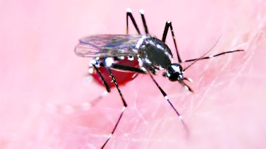 Crean web antidengue