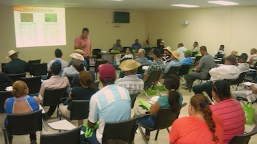 Introducirán la raza bovina 'Simgry' en Azuero