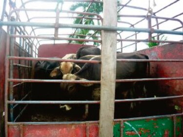 En 2013 hurtaron más de 450 reses en las fincas santeñas