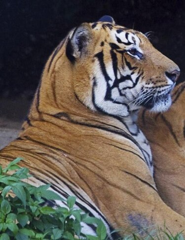 Interpol rescata a 40 tigres en operación contra el tráfico de animales