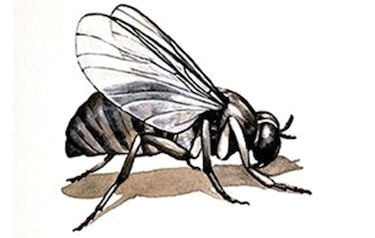 Panamá y Brasil lideran los casos de oropouche en las Américas en 2025