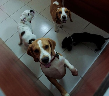 Hoteles para mascotas todavía tienen cupos para Semana Santa