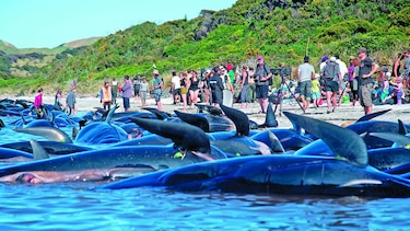 Ballenas logran regresar al mar