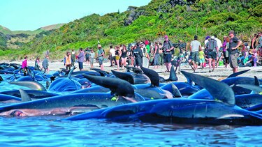 Ballenas logran regresar al mar