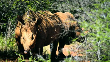 Matan a mil 215 rinocerontes en Sudáfrica en 2014