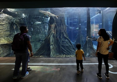 Acuario en Medellín sumerge a personas invidentes y sordas en una experiencia accesible